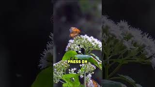 The Epic Journey of Monarch Butterflies [upl. by Lief]