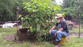 How I Harvest Poke Weed Poke Salad [upl. by Xena]