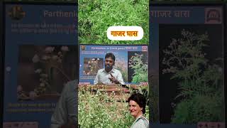 Parthenium or Carrot grass गाजर घास  parthenium allergy bl asthma congresgrass vikassirbio [upl. by Duwalt717]