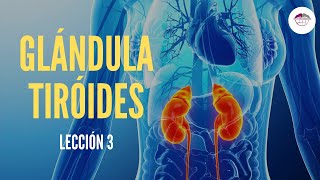 3 GLÁNDULA TIROIDES FISIOLOGÍA DEL SISTEMA ENDOCRINO [upl. by Llennol]