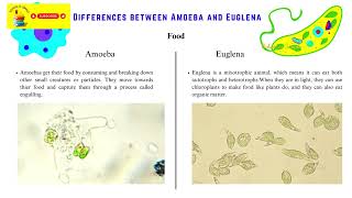 Uni Cellular Organisms Amoeba and Euglena Similarities and Differences KS3 Science [upl. by Adnamal]