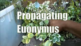 Propagating Euonymus Shrubs  How To Propagate Plants [upl. by Keram]