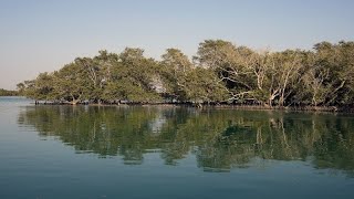 More than half of all mangrove ecosystems at risk of collapse by 2050 [upl. by Reedy]