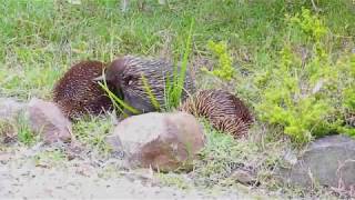 Australian Wildlife Echidna Train [upl. by Nate164]