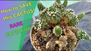 How to save my CACTUS Copiapoa Revival  Episode 156 [upl. by Anair]