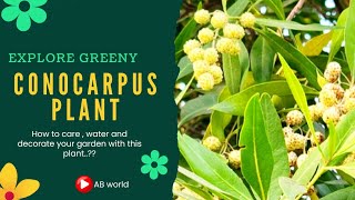 What is Conocarpus Plant  Conocarpus tree Planting and Growth  Conocarpus Tree Benefits [upl. by Rego897]