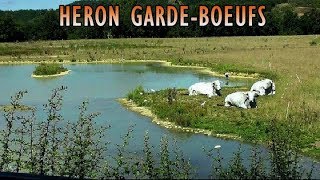 HERON GARDEBOEUF autour des vaches  Gardeboeuf aigrette [upl. by Ahcsrop]