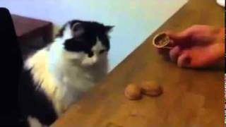 Gatto intelligente un genio  Video divertente  Assolibrevi [upl. by Nilyahs351]