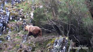 Oso pardo Ursus Arctos Brown Bear [upl. by Myrna]