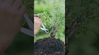 Starting a Bonsai is Easy Hawthorn [upl. by Wilfreda188]