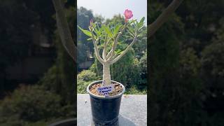 My Golden Crown Arabicum Tower Form adeniumgarden arabicum adeniumlover adenium goldencrown [upl. by Clemmy]