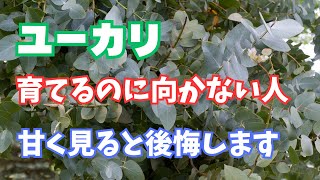 【植える前に見て】ユーカリ植えるのに向かない人について [upl. by Kola752]