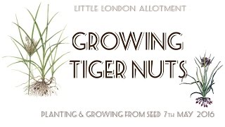 Planting Tiger Nuts  How to Grow amp Plant Chufa  Nut Grass  Yellow Nut Sedge From Seed [upl. by Artemis]