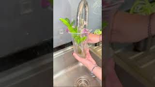 Change the water with us plants propagation houseplants indoorplants [upl. by Kcirddot780]