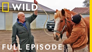 The Incredible Dr Pol The Grand Finale Full Episode SPECIAL  Nat Geo Wild [upl. by Nuris812]