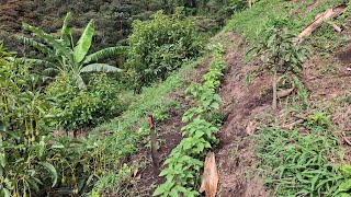 Ramio El Forraje Ideal para Cuyes Conejos y Gallinas ¡Alto en Nutrición [upl. by Eneres]