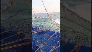 boat Net fishing 😱😱🙆 viralvideo [upl. by Ressay]