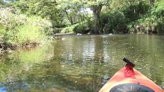 Wailua River Kayak Trip  Kauai Hawaii  Plus Short Hike To Waterfall [upl. by Boutis]