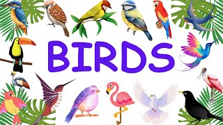 30 Birds Name In English With Pictures  English englishvocabularyforbeginners listenandpractice [upl. by Noiz771]