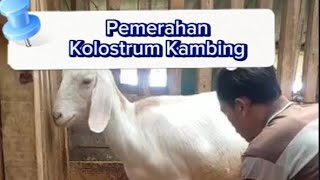 Pemerahan kolostrum kambing [upl. by Elo705]