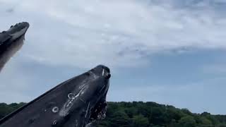 Whale Breaches in Piscataqua River 🐋  Kittery Maine [upl. by Ardnusal]