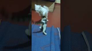 🤣🤣🤣 Toby vs tomy funny playing shorts animals [upl. by Cristal]