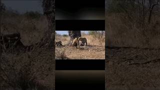 Big Male Leopard Swiped the Hyena so Hard shorts wildlife lion africa [upl. by Hegyera]