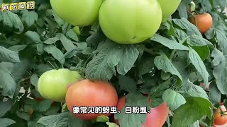 小苏打的妙用，用来种蔬菜防虫、防病又增产，家家必备！ [upl. by Alekal]