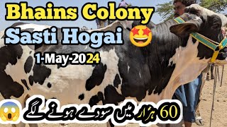 Big News 🤩 Bhains Colony Mandi Latest Price 1may2024 Update Maweshi MandiB4BIRDS [upl. by Yttam154]