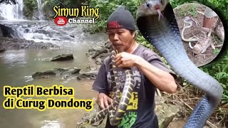 Herping di Curug Dondong [upl. by Halas207]