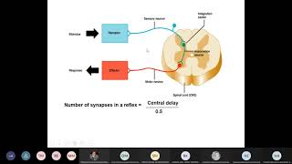 CNS301 Physiology  Lec 2  Synaptic transmission amp Organisation of neuronal pools  Dr hani [upl. by Siroved]