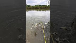 Fishing with a new style fishing rod fishing tidefishing fishingrod fish [upl. by Lasiaf]