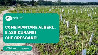 Come piantare alberi e assicurarsi che crescano  WOWnature [upl. by Ynattib]