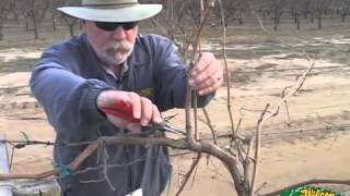 Pruning Grapes 2014 [upl. by Tshombe203]