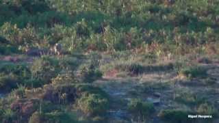 Lobo ibérico en Galicia El regreso [upl. by Mahau531]