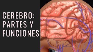 El CEREBRO Humano Cómo Funciona PARTES y DATOS🧠 [upl. by Udell692]