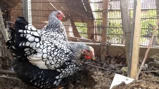 HD SILVER LACED WYANDOTTE CHICKENS POLLO POULET [upl. by Deckert729]