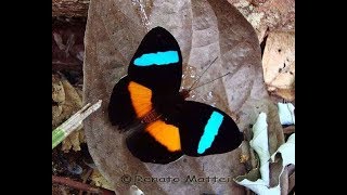 Rare butterflies of the world [upl. by Esten695]