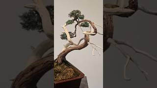 Change of angle🕵🏻‍♂️ bonsai fyp juniperus squamata free daily inspiration howto diy schwei [upl. by Dnarb]