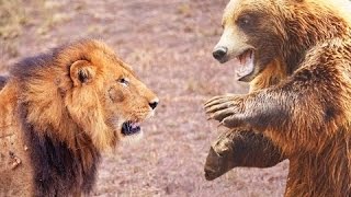 Lion vs Bear Top Real Fights to Death Animal Attack 2015 [upl. by Desdemona]