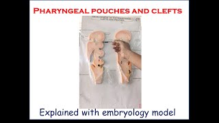 Pharyngeal pouches and clefts  Explained with embryology model  For firstyear medical students [upl. by Enalahs775]