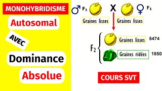 ✅Génétique des diploïdes Monohybridisme autosomal avec dominance absolue [upl. by Jillene]