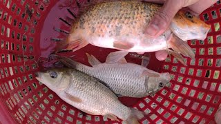 Rofikul Bangla Fun is livevideo  Traditional village boy fish catching video in River 2024 [upl. by Novled]