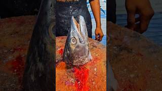 King fish surumai vanjaram neymeen fish head curry trending india funny fish shorts viralvideo [upl. by Wilfred]