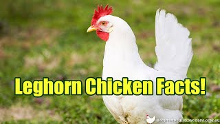 Five important facts about Leghorn chickens Great homestead breed [upl. by Inaluiak]