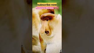 Proboscis Monkey🐒🐒। shorts monkey proboscismonkey wildlife । [upl. by Lyle]