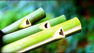 How to make a Flute or Swanee Slide Whistle out of Bamboo  Sensory Learning 4 Life [upl. by Enialahs]