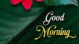 Ep57Good morning wishes with Beautiful imagesGoodmorningvideostatussubscribe smilingthulasi3686 [upl. by Erl]