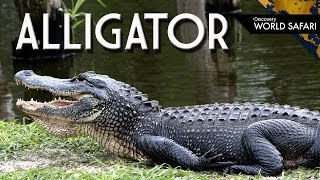 9 Alligator Fun Facts [upl. by Anna-Diane688]