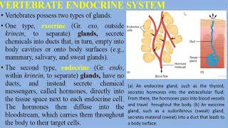 Vertebrate Endocrine System [upl. by Aicirtal]